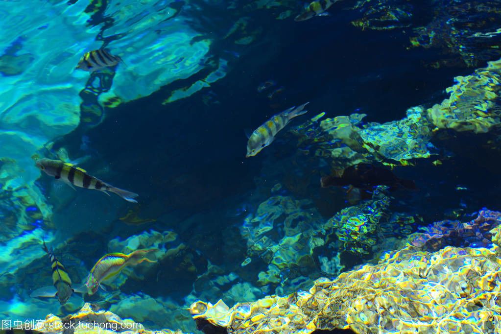 埃及神仙鱼缸背景：埃及神仙鱼的养殖注意事项 埃及神仙鱼 第3张