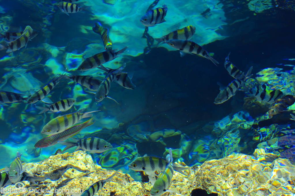埃及神仙鱼缸背景：埃及神仙鱼的养殖注意事项 埃及神仙鱼 第4张