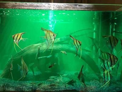 埃及神仙鱼缸尺寸多大：埃及神仙鱼的养殖和饲养注意事项 埃及神仙鱼 第4张
