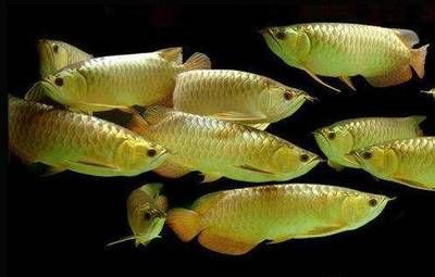 七条金龙鱼：1.5公斤的金龙鱼可以卖到18万元，比黄金还贵 龙鱼百科 第3张