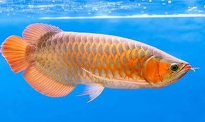 七条金龙鱼：1.5公斤的金龙鱼可以卖到18万元，比黄金还贵 龙鱼百科 第1张
