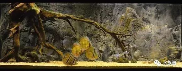 埃及神仙鱼鱼缸背景：埃及神仙鱼的特征和饲养方法 埃及神仙鱼 第1张