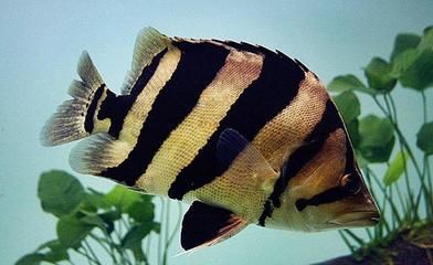 泰国虎鱼黑色：泰国虎鱼的体色受多种因素影响 泰国虎鱼 第1张