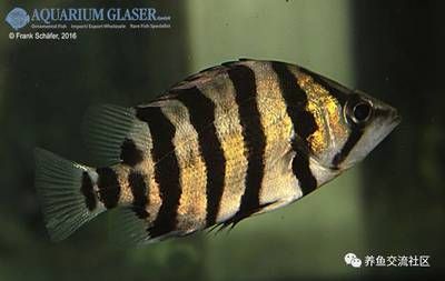 泰国虎鱼黑色：泰国虎鱼的体色受多种因素影响 泰国虎鱼 第3张