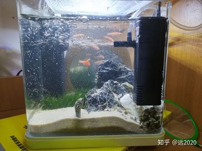 斑马狗头要多大的鱼缸：斑马狗头鱼的饲养方式 斑马狗头鱼 第1张