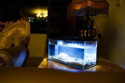 超白鱼缸用什么灯好看：超白鱼缸灯的使用注意事项鱼缸灯的使用注意事项 水族灯（鱼缸灯） 第2张