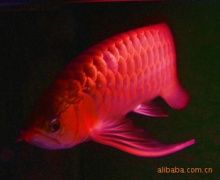 白化观赏鱼用什么灯：白化观赏鱼在选择灯具时需要注意光照来增强观赏性 水族灯（鱼缸灯） 第3张