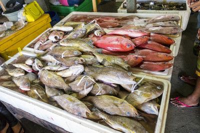 巴西亚鱼吃什么饲料：关于巴西亚鱼饲料选择的一些建议 巴西亚鱼 第3张