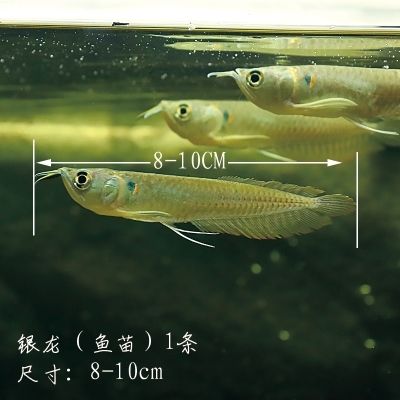10cm银龙鱼需要多大鱼缸养：一条10厘米长的银龙鱼需要多大鱼缸养殖密度