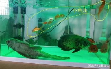 大鱼水族鱼缸养什么鱼最好看：大鱼水族鱼缸养什么鱼最好看，从以下几个方面考虑 鱼缸百科 第2张