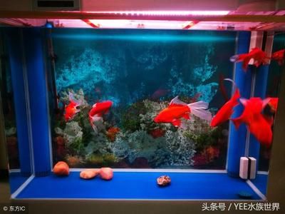 大鱼水族鱼缸养什么鱼最好看：大鱼水族鱼缸养什么鱼最好看，从以下几个方面考虑 鱼缸百科 第3张