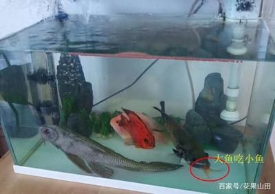 大鱼水族鱼缸养什么鱼最好看：大鱼水族鱼缸养什么鱼最好看，从以下几个方面考虑