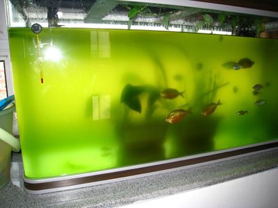 彩鲽水族箱怎么样：彩鲽水族箱在设计和质量方面受到了用户的认可 彩鲽鱼缸（彩蝶鱼缸） 第4张