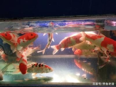 彩鲽水族箱怎么样：彩鲽水族箱在设计和质量方面受到了用户的认可 彩鲽鱼缸（彩蝶鱼缸） 第1张