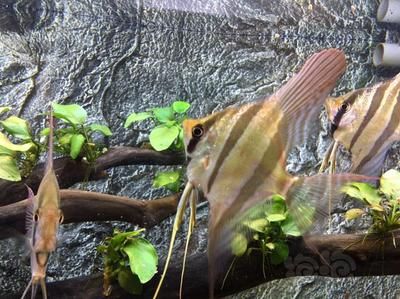 埃及神仙鱼能长多大：埃及神仙鱼的正常生长能力可以养到20cm或30cm 埃及神仙鱼 第1张