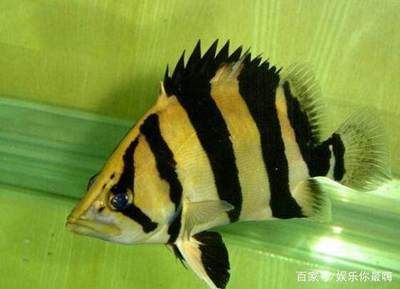 虎鱼长的很慢：虎鱼的生长速度相对较慢 泰国虎鱼 第1张