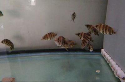 虎鱼长的很慢：虎鱼的生长速度相对较慢 泰国虎鱼 第3张