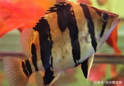 虎鱼眼睛内白色的眼珠发黄是什么病：虎鱼眼睛内白色的眼珠发黄可能是由多种原因引起的 虎鱼 第3张