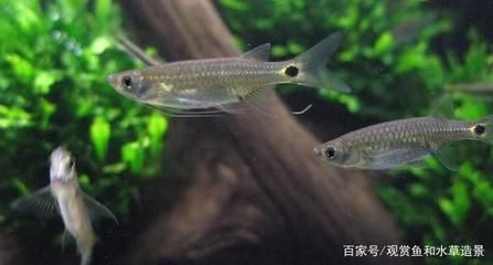 草缸灯鱼：草缸灯鱼养护指南 水族灯（鱼缸灯） 第4张