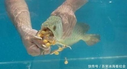 买回来的龙鱼不吃食怎么办：龙鱼不吃食怎么办