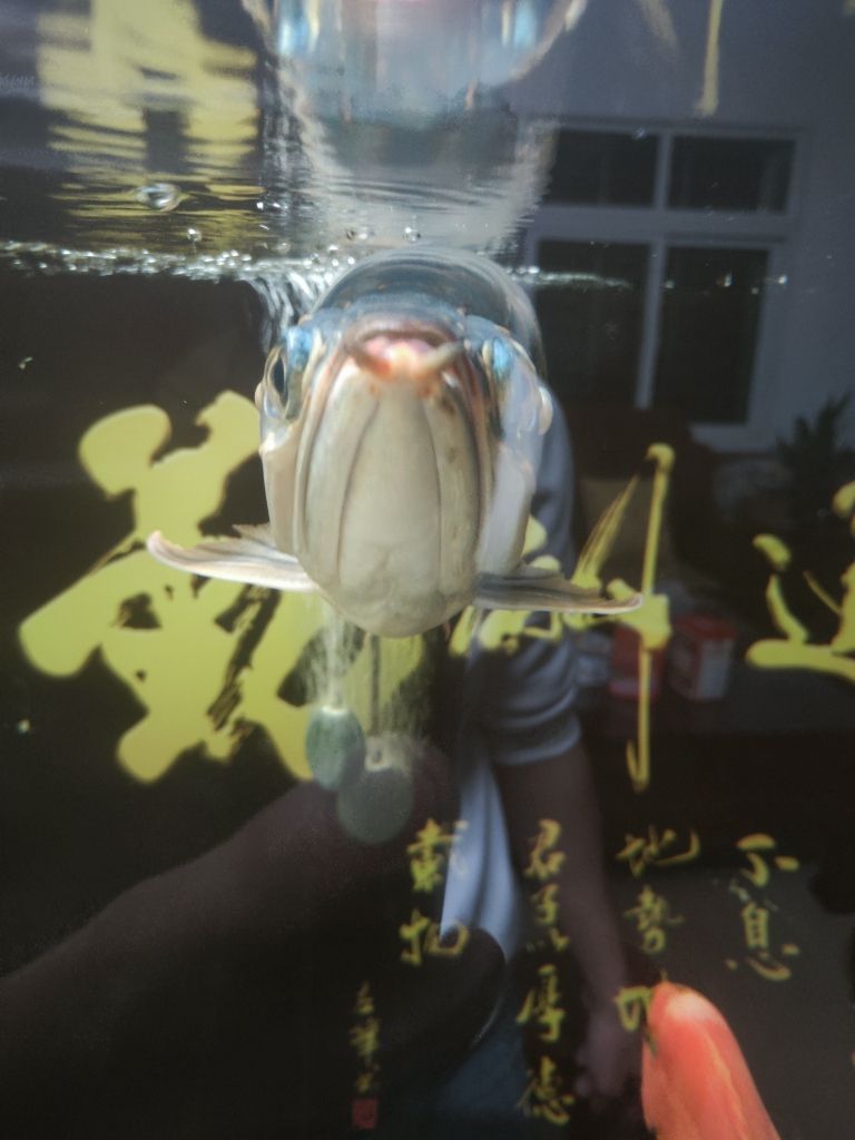 彩鲽鱼缸灯架拆解：如何拆解彩蝶鱼缸灯架 水族灯（鱼缸灯） 第3张