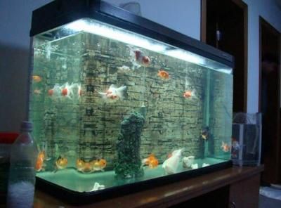 大型鱼缸清理缸壁：大型鱼缸的缸壁清理方法和注意事项和注意事项 鱼缸 第3张