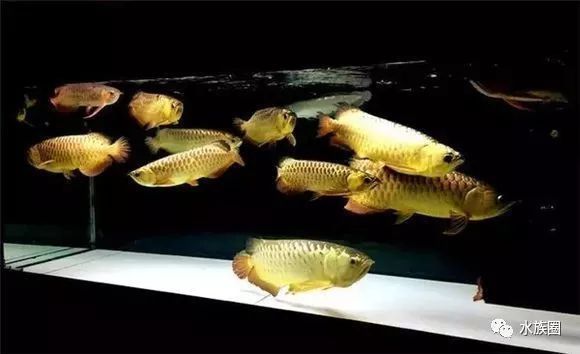 魟鱼龙鱼混养开灯问题：魟鱼和龙鱼混养开灯问题 魟鱼 第1张