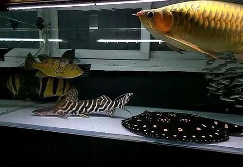 魟鱼龙鱼混养开灯问题：魟鱼和龙鱼混养开灯问题 魟鱼 第2张