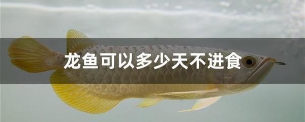 龙鱼一周不进食会死吗：龙鱼一周不进食会导致死亡取决于多种因素，养鱼者应关注 龙鱼百科 第1张