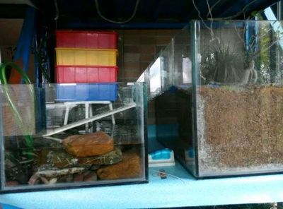 玻璃鱼缸改造成景观鱼缸怎么办：如何将玻璃鱼缸改造成景观鱼缸的方法取决于你的个人喜好