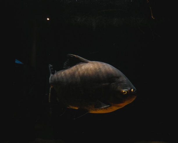 虎鱼黑背景还是白背景好看：虎鱼在黑背景和白背景的鱼缸中的表现 虎鱼 第1张