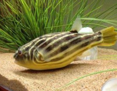 斑马狗头鱼人工繁殖：斑马狗头鱼可以进行人工繁殖吗？