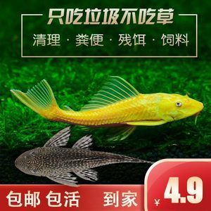 大帆鱼清理鱼缸吗：大帆鱼可以帮助清理鱼缸吗？ 鱼缸百科 第4张