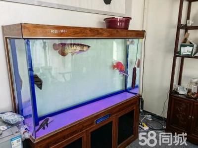 养虎鱼用多大鱼缸最好：养虎鱼用多大的鱼缸最好 虎鱼百科 第1张