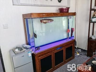 养虎鱼用多大鱼缸最好：养虎鱼用多大的鱼缸最好 虎鱼百科 第3张