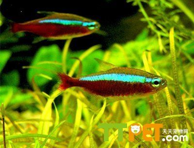 宝莲灯鱼水温多少度：宝莲灯鱼水温要求 水族灯（鱼缸灯） 第1张