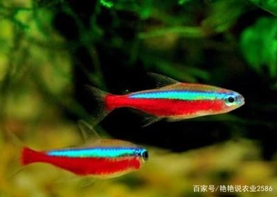 宝莲灯鱼水温多少度：宝莲灯鱼水温要求 水族灯（鱼缸灯） 第3张