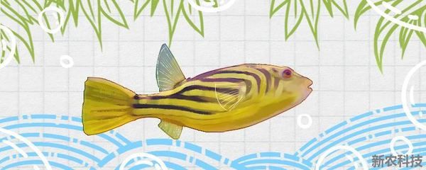 斑马狗头鱼活体：斑马狗头鱼怎么养 斑马狗头鱼 第1张