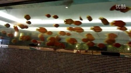 1.2米的鱼缸图片：1.2米的鱼缸图片展示了不同风格和用途的不同风格和用途 鱼缸定做 第3张