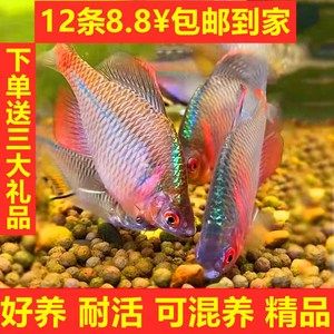 淡水观赏鱼灯鱼：淡水观赏鱼灯鱼的起源与分布淡水观赏鱼的起源与分布 水族灯（鱼缸灯） 第2张