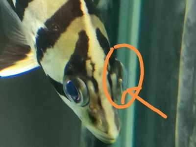 虎鱼眼睛白点是什么病：虎鱼眼睛上的白点是什么病 虎鱼 第1张