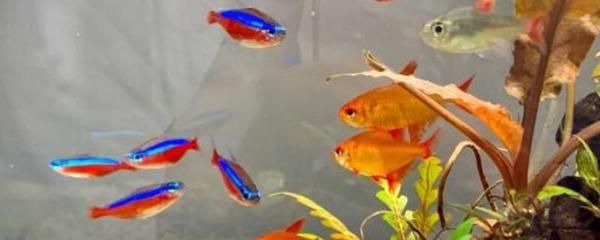 宝莲灯鱼好养吗：宝莲灯鱼的饲养技巧 水族灯（鱼缸灯） 第4张