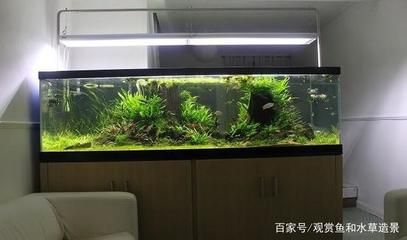 大鱼缸观赏鱼排行榜前十名：大型观赏鱼的饲养方式 鱼缸百科 第1张