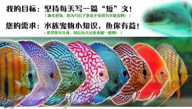 uv灯有什么用鱼缸：uv灯在鱼缸中的应用 水族灯（鱼缸灯） 第1张