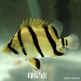 泰虎鱼怎么看品相好坏：泰虎鱼怎么看品相好坏泰虎鱼怎么看品相好坏 泰国虎鱼 第3张