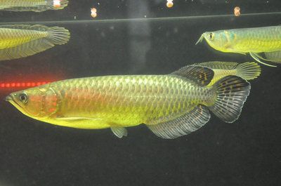 澳洲金龙鱼有几种类型：澳洲金龙鱼品种分类详解金龙鱼品种分类详解 龙鱼百科 第2张