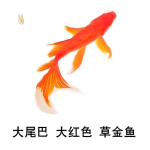 100cm鱼缸能养几条蝴蝶鲤鱼：100cm鱼缸能养几条蝴蝶鲤鱼之前需要考虑以下几个因素