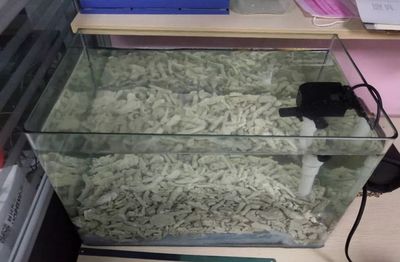 斑马鱼可以在鱼缸自己繁殖吗：斑马鱼自我繁殖技术 斑马狗头鱼 第3张