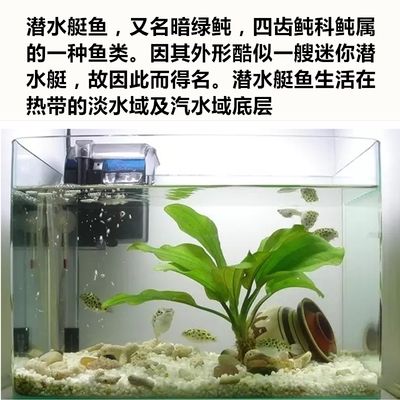 斑马狗头鱼喜欢什么水质的鱼缸养：斑马狗头鱼喜欢生活在弱酸性至中性、硬度适中、温度适中