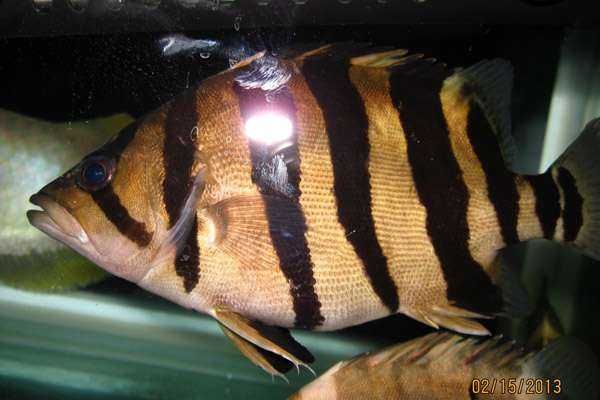 虎鱼身上黑纹有黑点是什么品种：泰国虎鱼身上有黑纹且伴有黑点是什么品种的虎鱼品种 泰国虎鱼 第1张